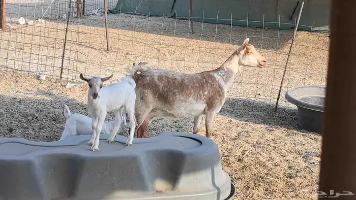 معزا محايليه متاومه 2 معها 4 ماعز مقاني طيبه 1