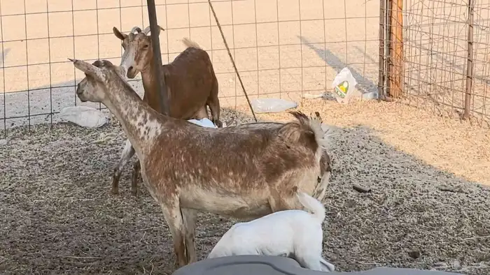 معزا محايليه متاومه 2 معها 4 ماعز مقاني طيبه 30