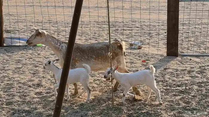 معزا محايليه متاومه 2 معها 4 ماعز مقاني طيبه 11