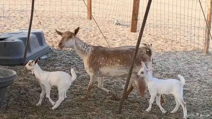 معزا محايليه متاومه 2 معها 4 ماعز مقاني طيبه 20