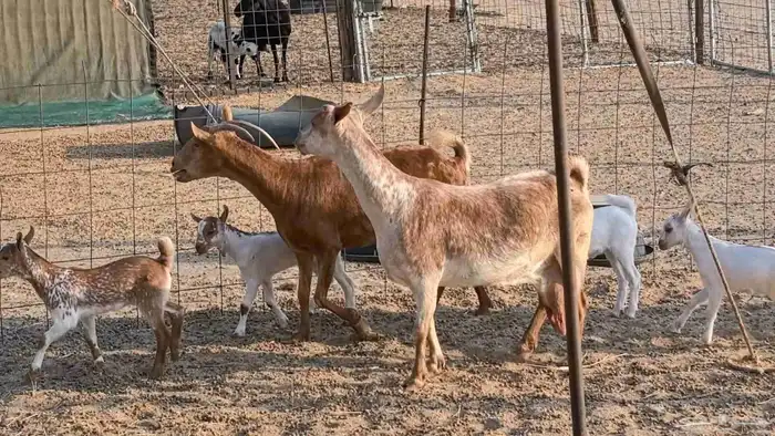 معزا محايليه متاومه 2 معها 4 ماعز مقاني طيبه 9