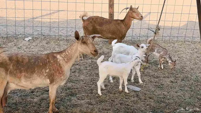 معزا محايليه متاومه 2 معها 4 ماعز مقاني طيبه 22