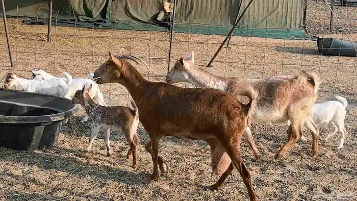 معزا محايليه متاومه 2 معها 4 ماعز مقاني طيبه 16