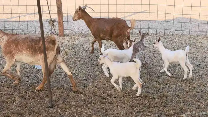 معزا محايليه متاومه 2 معها 4 ماعز مقاني طيبه 12