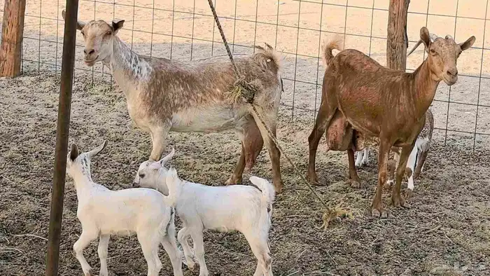 معزا محايليه متاومه 2 معها 4 ماعز مقاني طيبه 17