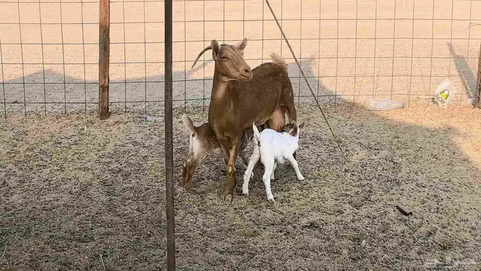 معزا محايليه متاومه 2 معها 4 ماعز مقاني طيبه 5