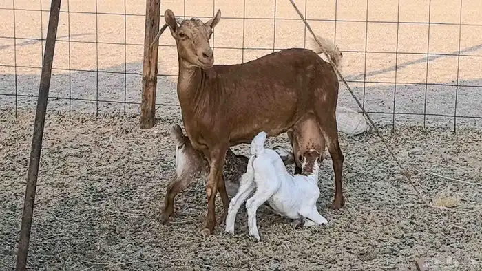 معزا محايليه متاومه 2 معها 4 ماعز مقاني طيبه 4