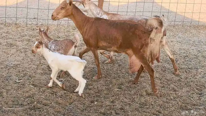 معزا محايليه متاومه 2 معها 4 ماعز مقاني طيبه 19