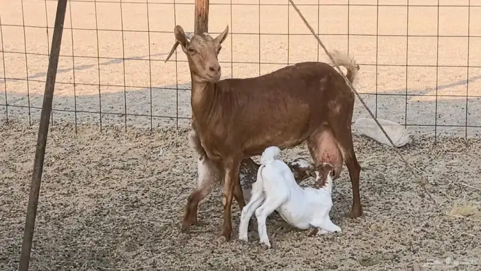 معزا محايليه متاومه 2 معها 4 ماعز مقاني طيبه 0