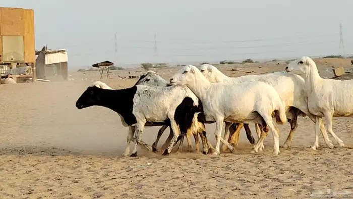 غنم رفيديات العدد 7 روس 4
