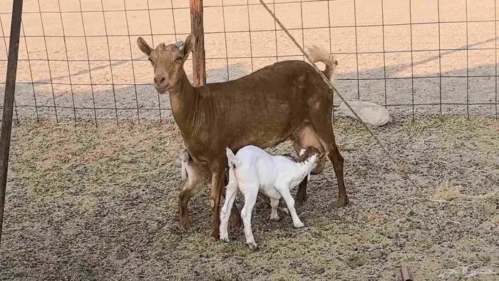 معزا محايليه متاومه 2 معها 4 ماعز مقاني طيبه 6