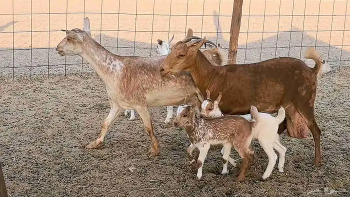 معزا محايليه متاومه 2 معها 4 ماعز مقاني طيبه 8