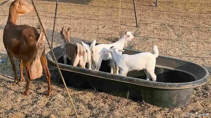 معزا محايليه متاومه 2 معها 4 ماعز مقاني طيبه 26