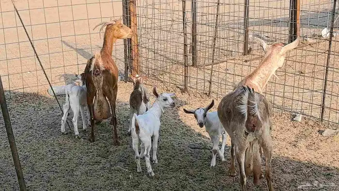 معزا محايليه متاومه 2 معها 4 ماعز مقاني طيبه 29