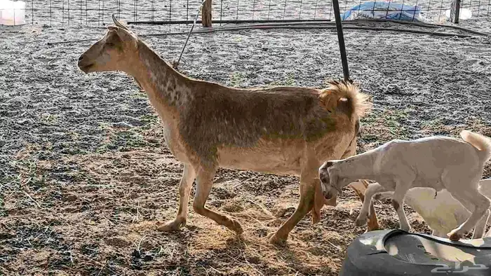 معزا محايليه متاومه 2 معها 4 ماعز مقاني طيبه 24