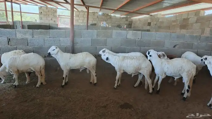 اغنام للبيع 6