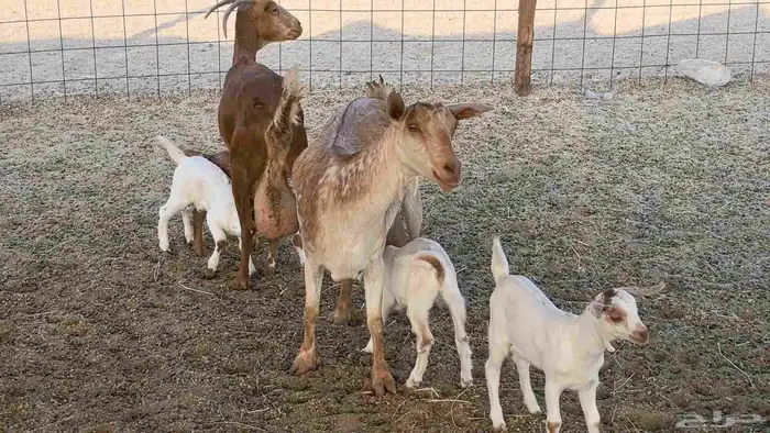 معزا محايليه متاومه 2 معها 4 ماعز مقاني طيبه 13