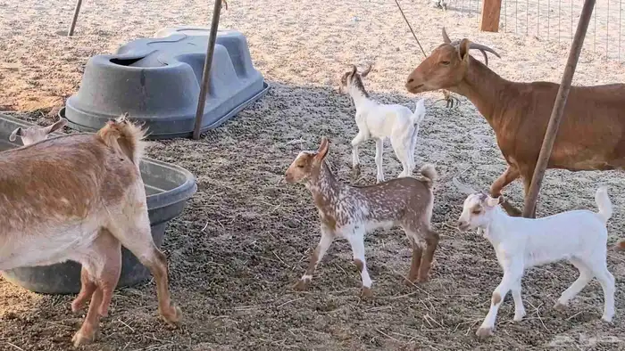 معزا محايليه متاومه 2 معها 4 ماعز مقاني طيبه 21