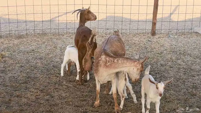 معزا محايليه متاومه 2 معها 4 ماعز مقاني طيبه 15