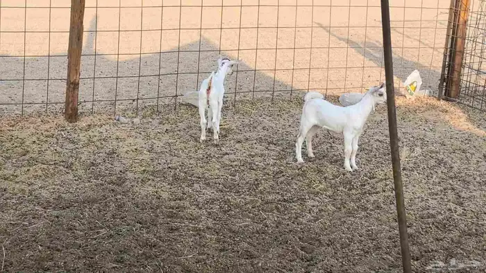 معزا محايليه متاومه 2 معها 4 ماعز مقاني طيبه 18