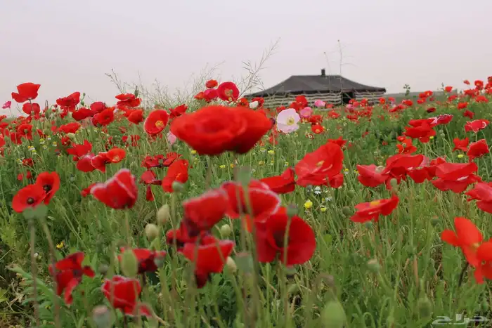 عرض خاص رقم 2 - بذور ازهار الربيع البرية 9