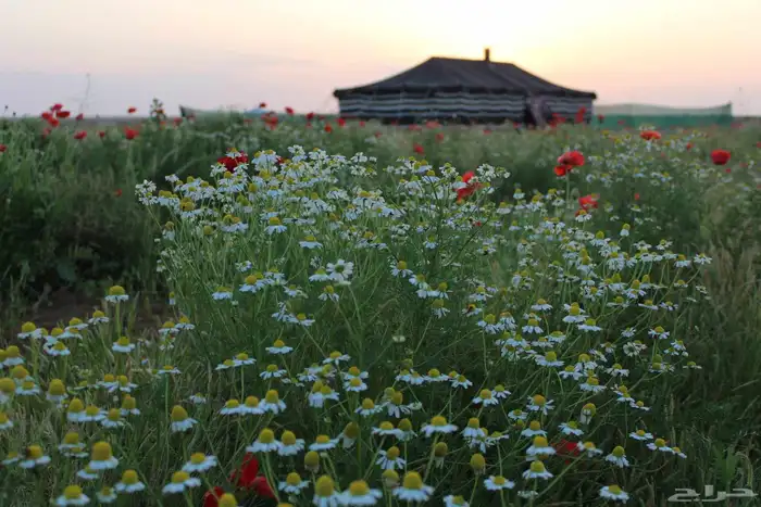 عرض خاص رقم 2 - بذور ازهار الربيع البرية 10
