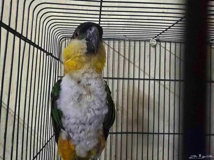 ببغاء كايك 1