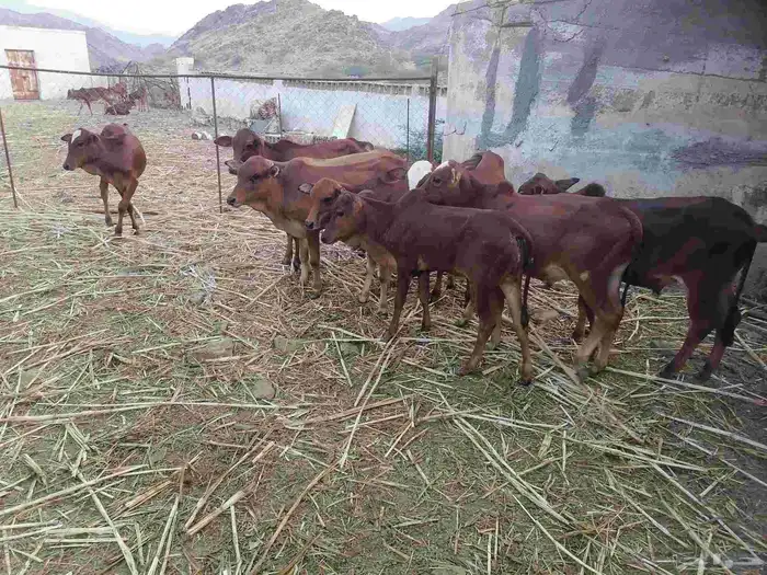 حسلان للبيع 1