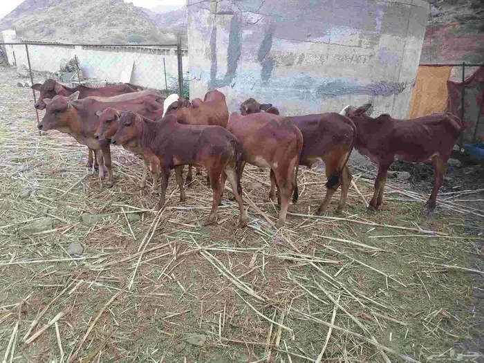 حسلان للبيع 0