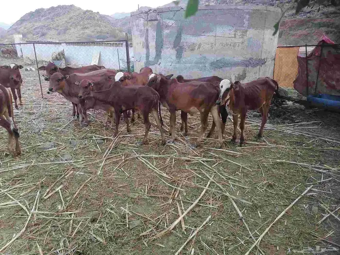 حسلان للبيع 2