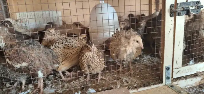 سمان 36ا انثا شغلات بيض الرياض 0