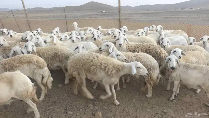 ضان حريات صنف حرش 3