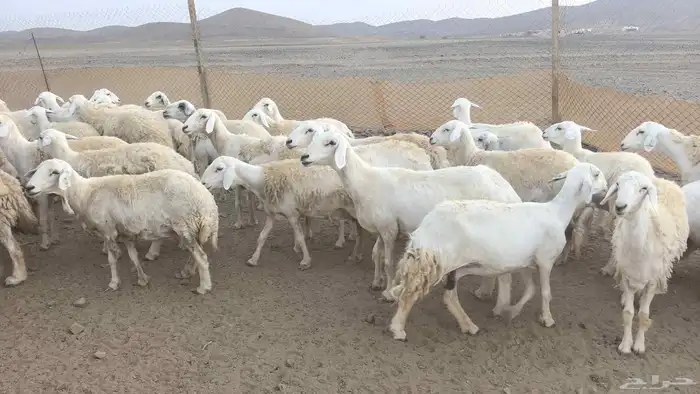 ضان حريات صنف حرش 11