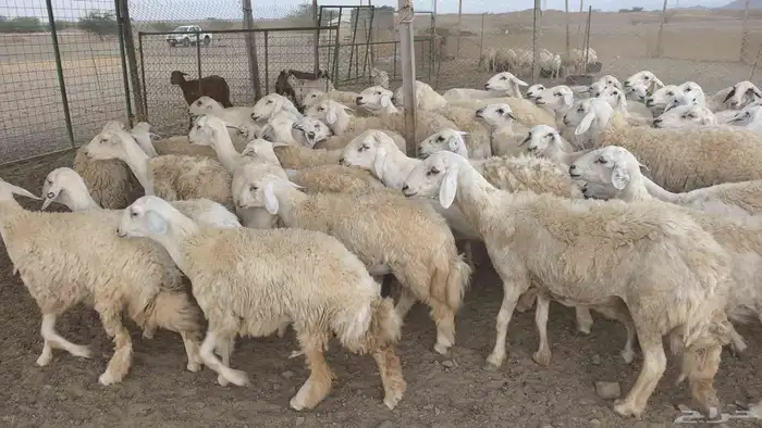 ضان حريات صنف حرش 8