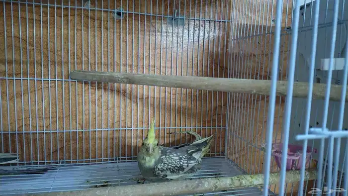 Pair of tamed singing cockatiels 0