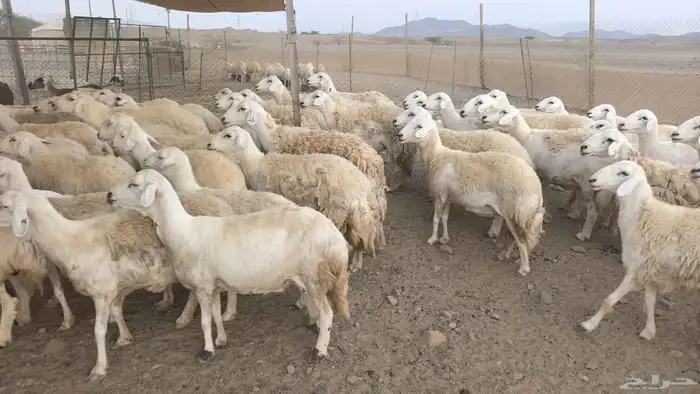 ضان حريات صنف حرش 5