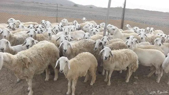 ضان حريات صنف حرش 4