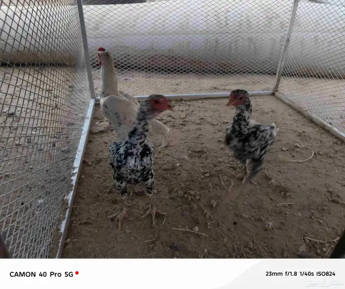 طقم دجاج كوشامو الماني تم البيع تم البيع 4