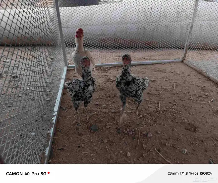 طقم دجاج كوشامو الماني تم البيع تم البيع 5