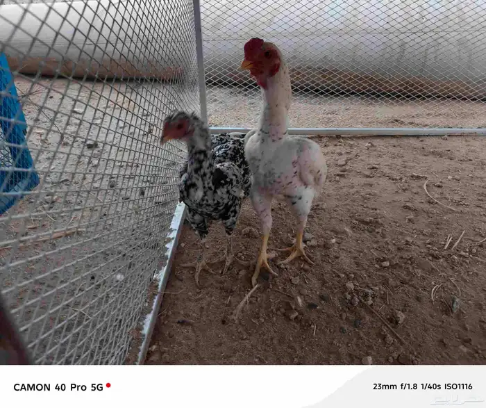 طقم دجاج كوشامو الماني تم البيع تم البيع 1