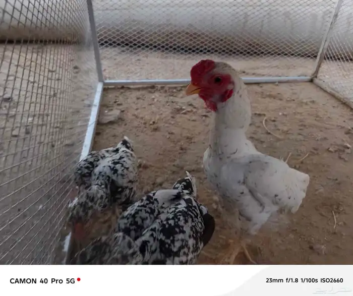 طقم دجاج كوشامو الماني تم البيع تم البيع 0