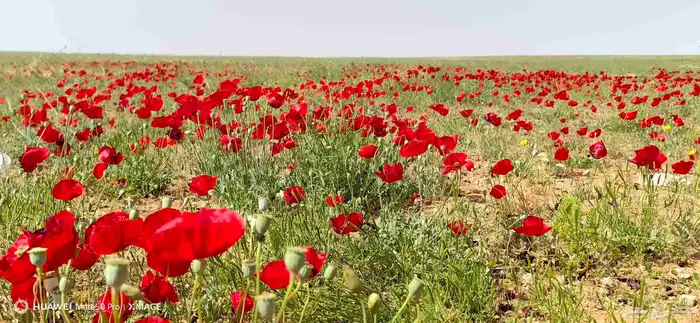 عرض خاص رقم 2 - بذور ازهار الربيع البرية 14