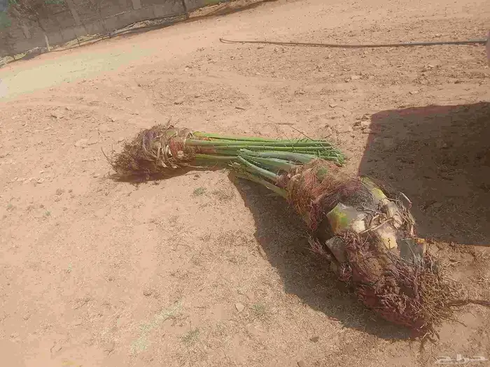 نخل اللبيع 5