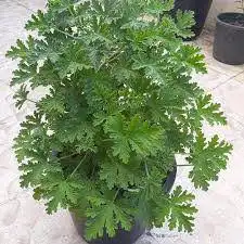 نباتات وصبارات الاثنين ب 5 5