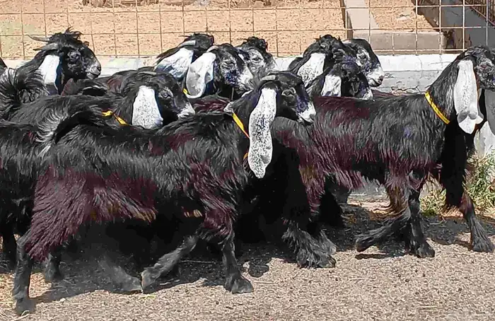 جفرات عوارض منوه القناي العدد 15 فيها اثنين فحول تاسيس مراح 3