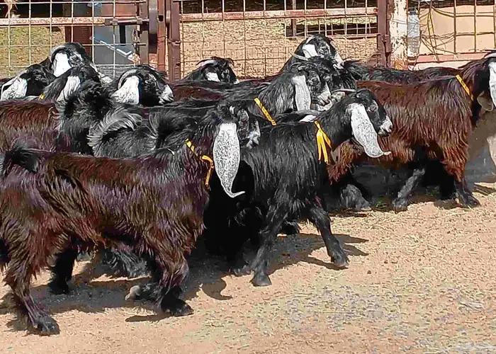 جفرات عوارض منوه القناي العدد 15 فيها اثنين فحول تاسيس مراح 11