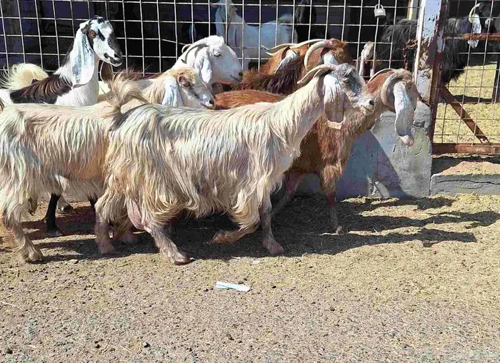 معزا مصريات منايح منوت القناي درجه اولي العدد 9 با الفحل 3