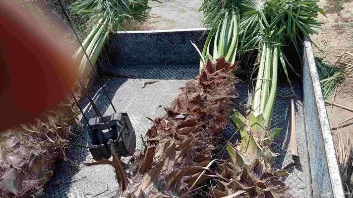 ابوياسين لبيع جميع انواع النخيل البلدي والواشنطن والفسيل 5