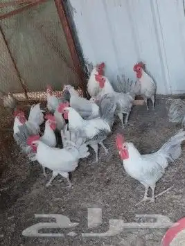 العدد 15 كلهم ديوك صحه ماشاء الله تبارك الرحمن 0