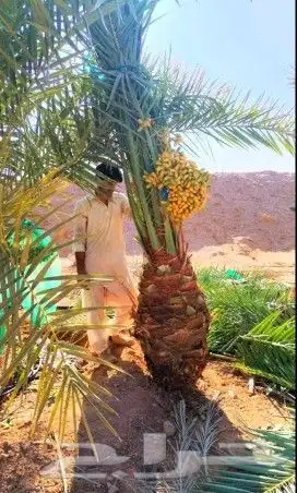 نخل للبيع نخيل نقايل جثايث خلاص صقعي سكري شيشي برحي هلالي غر 3